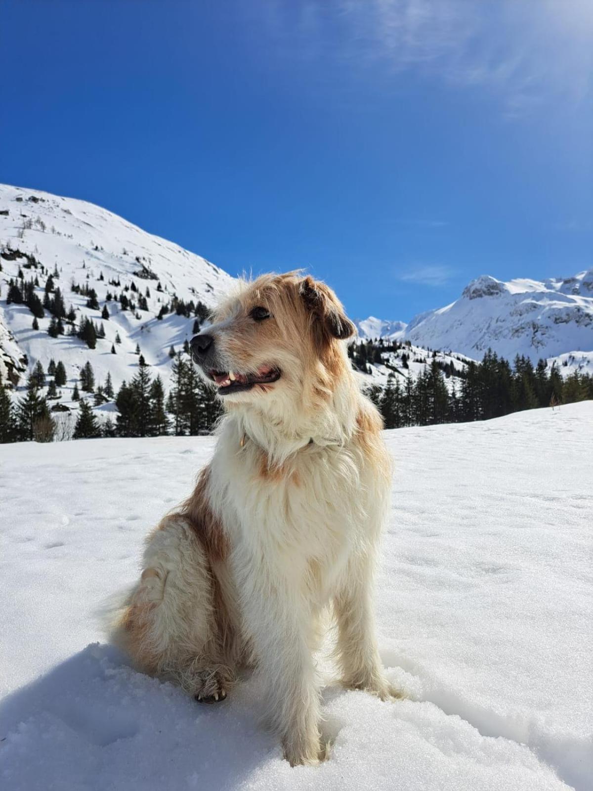 Grubers, Hotel Appartments Gastein Bad Gastein Ngoại thất bức ảnh